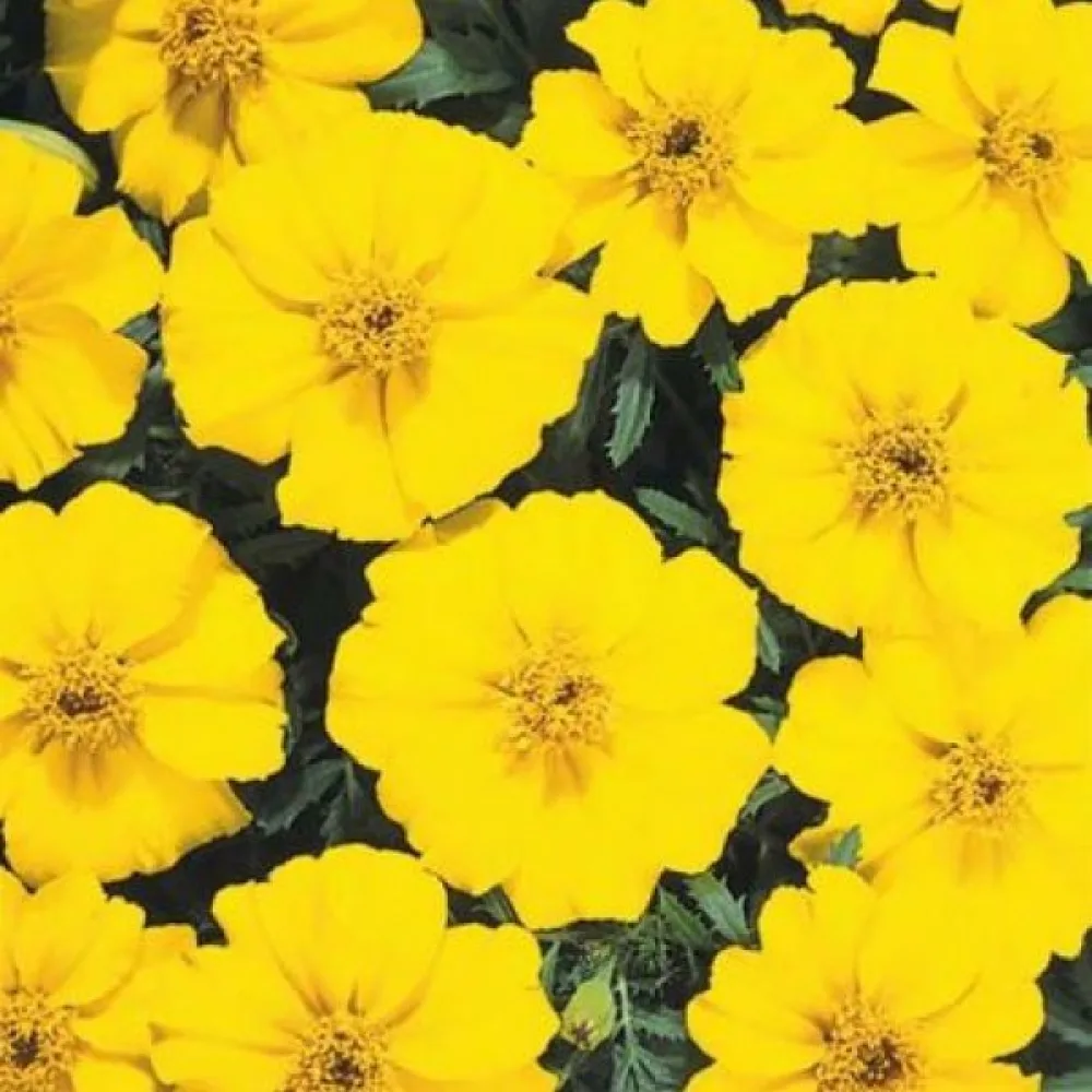Fransk tagetes 'Sunny Yellow'