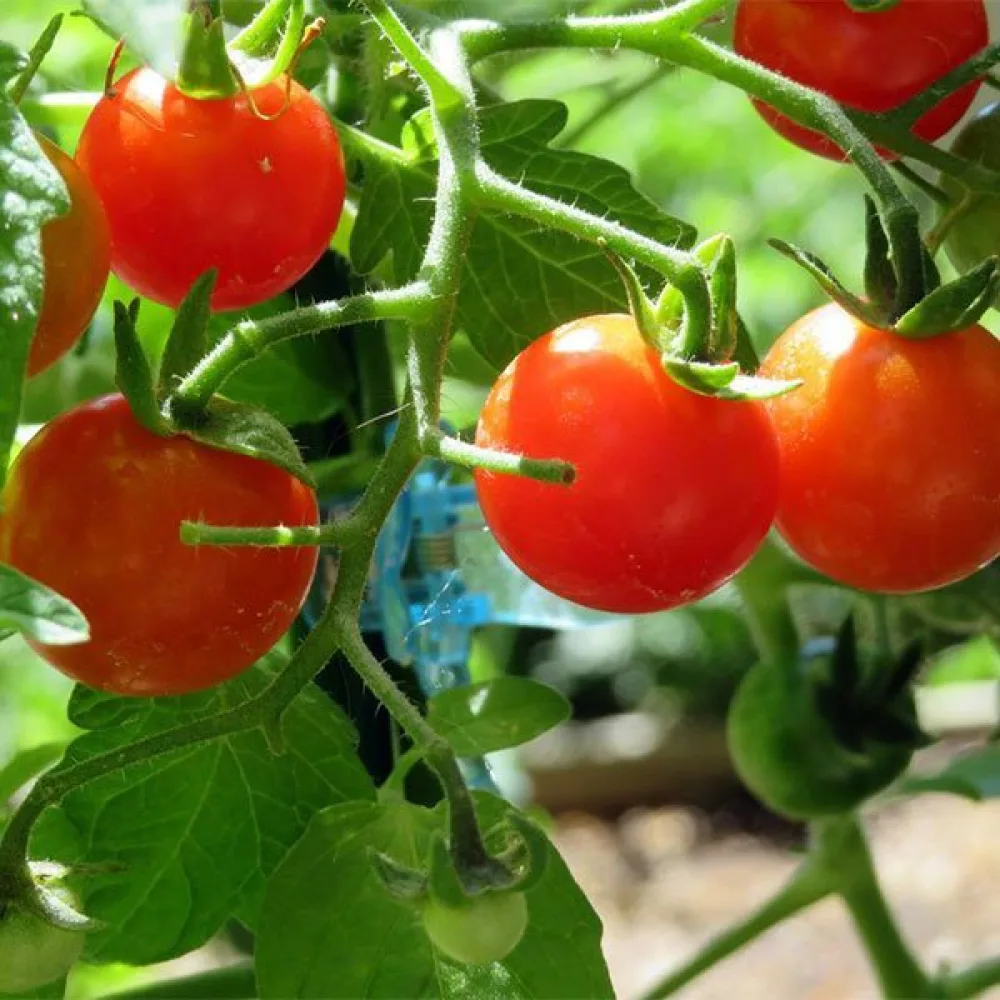 Körsbärstomat 'Red Cherry'
