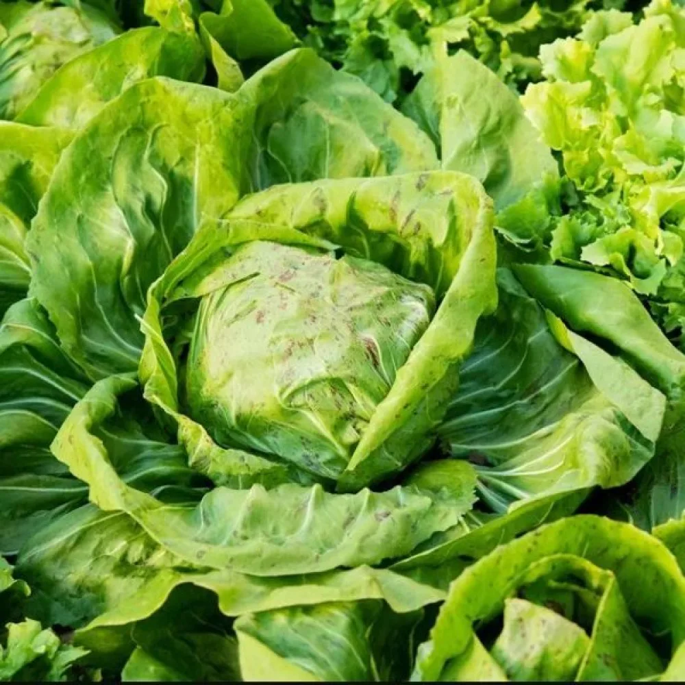 Isbergssallat 'Iceberg 2'
