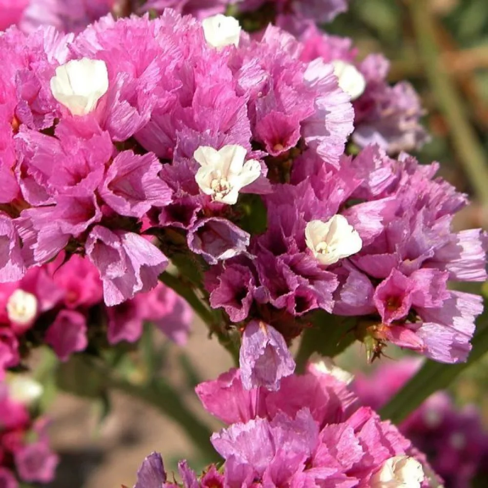 Praktrisp Limonium sinuatum – ljusrosa