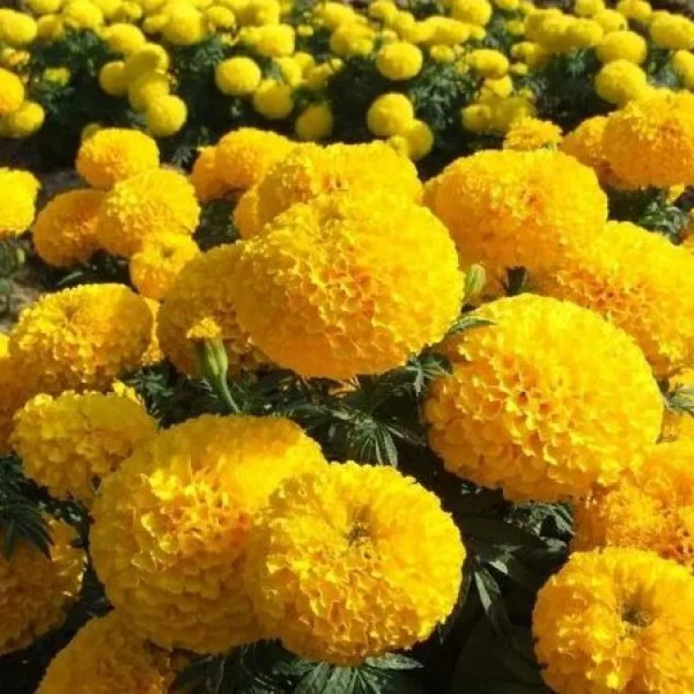 Fransk tagetes 'Boy Yellow'