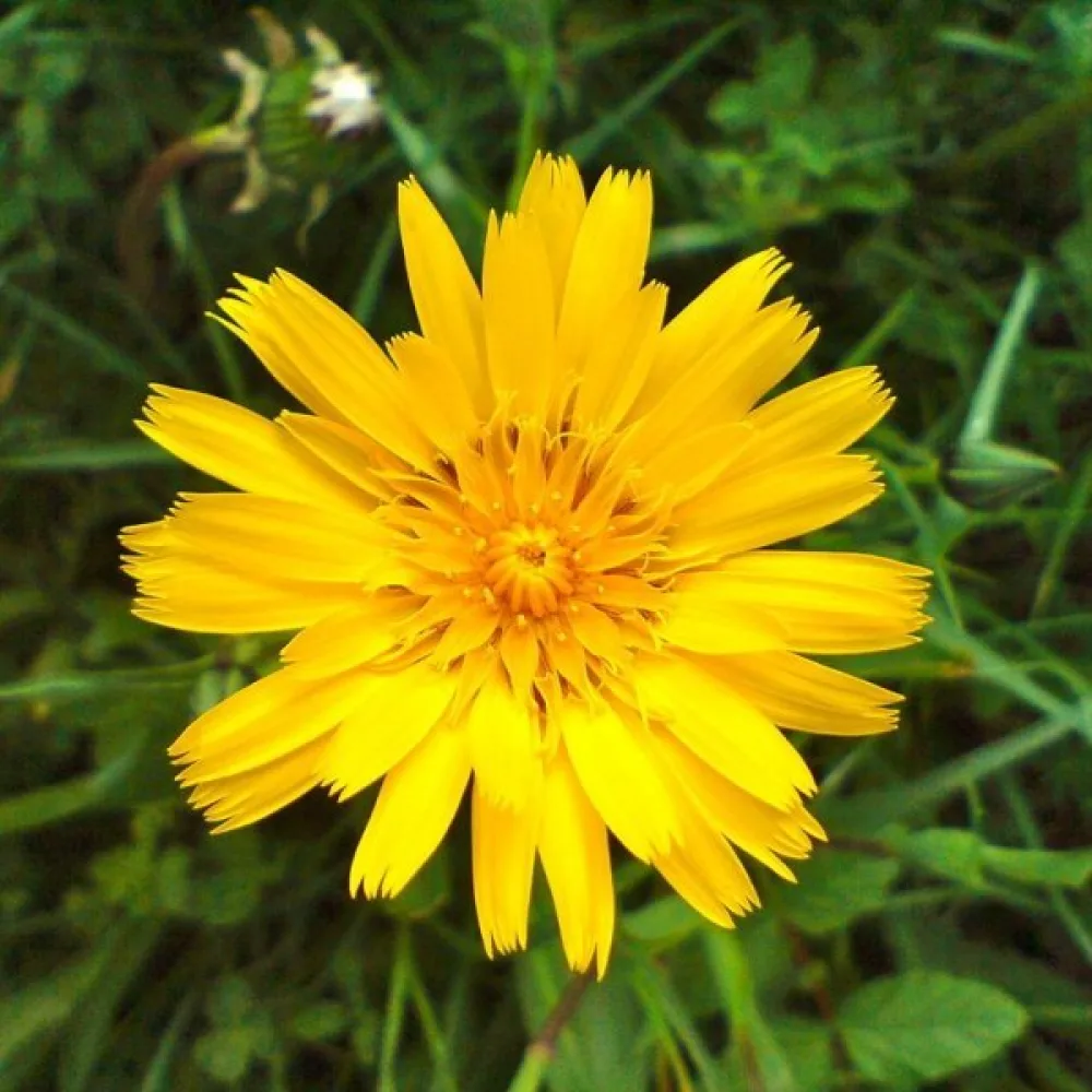 Ängshaverrot Tragopogon pratensis