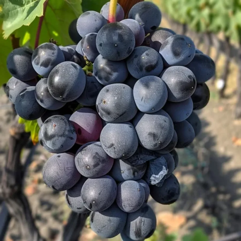 Vinranka 'Tangra' – kärnfri bordsdruva