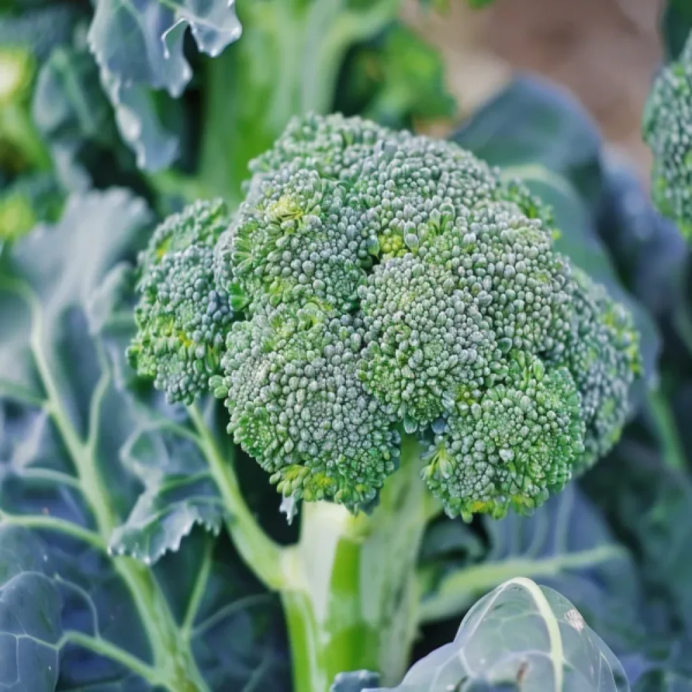 Broccoli 'Calabrese' för mikrogrönt
