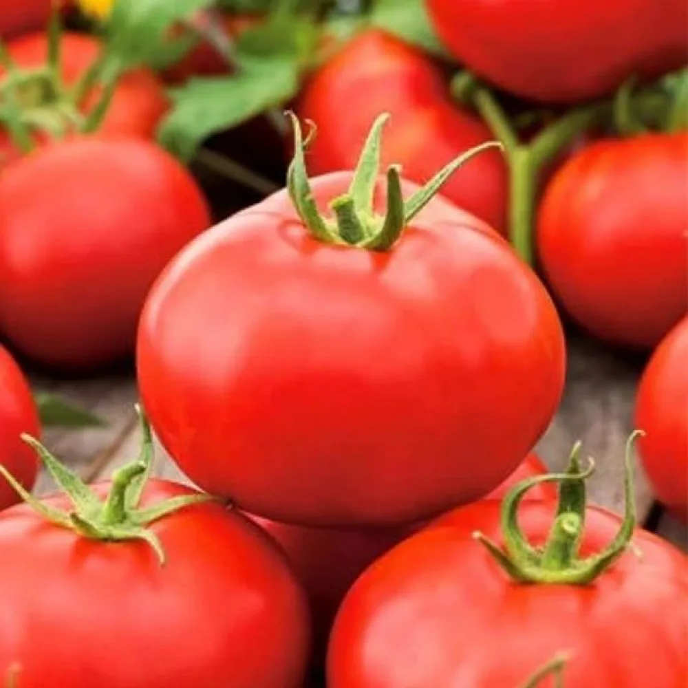 Tomat 'Betalux'
