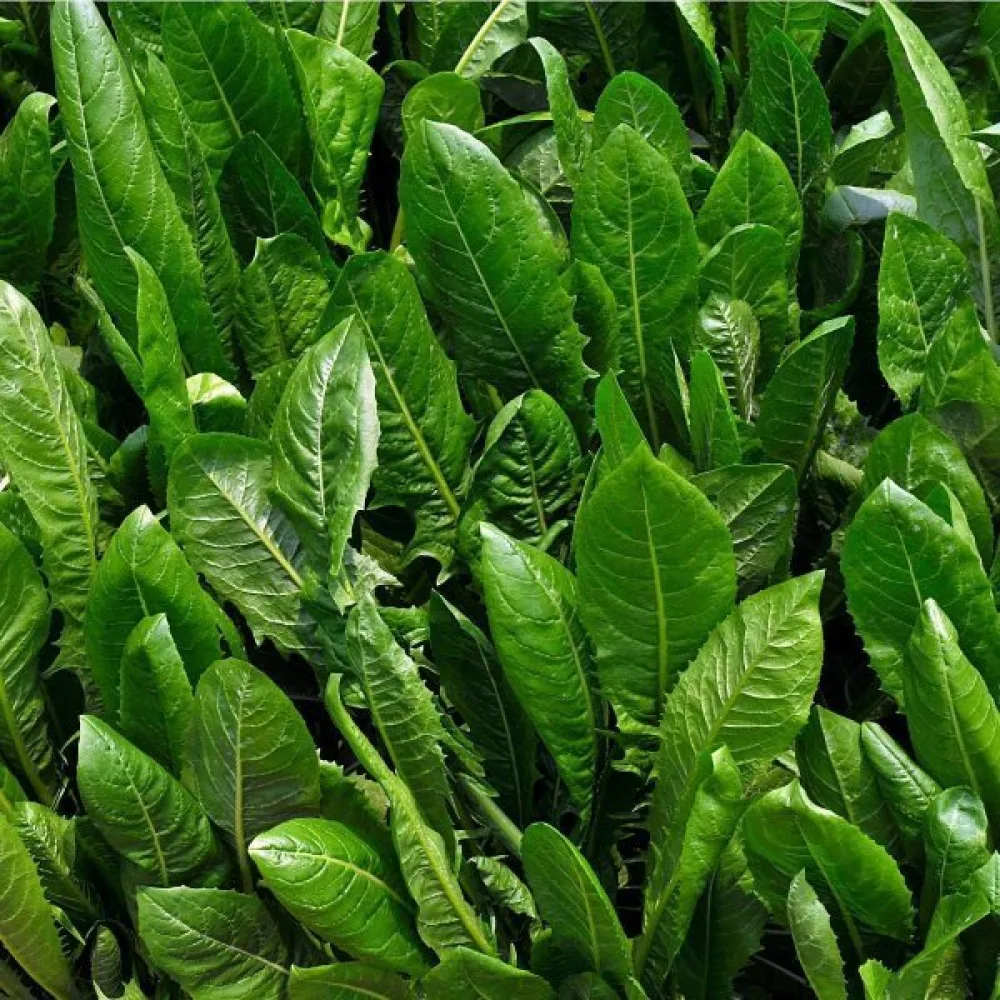Cikoria 'Spadona'