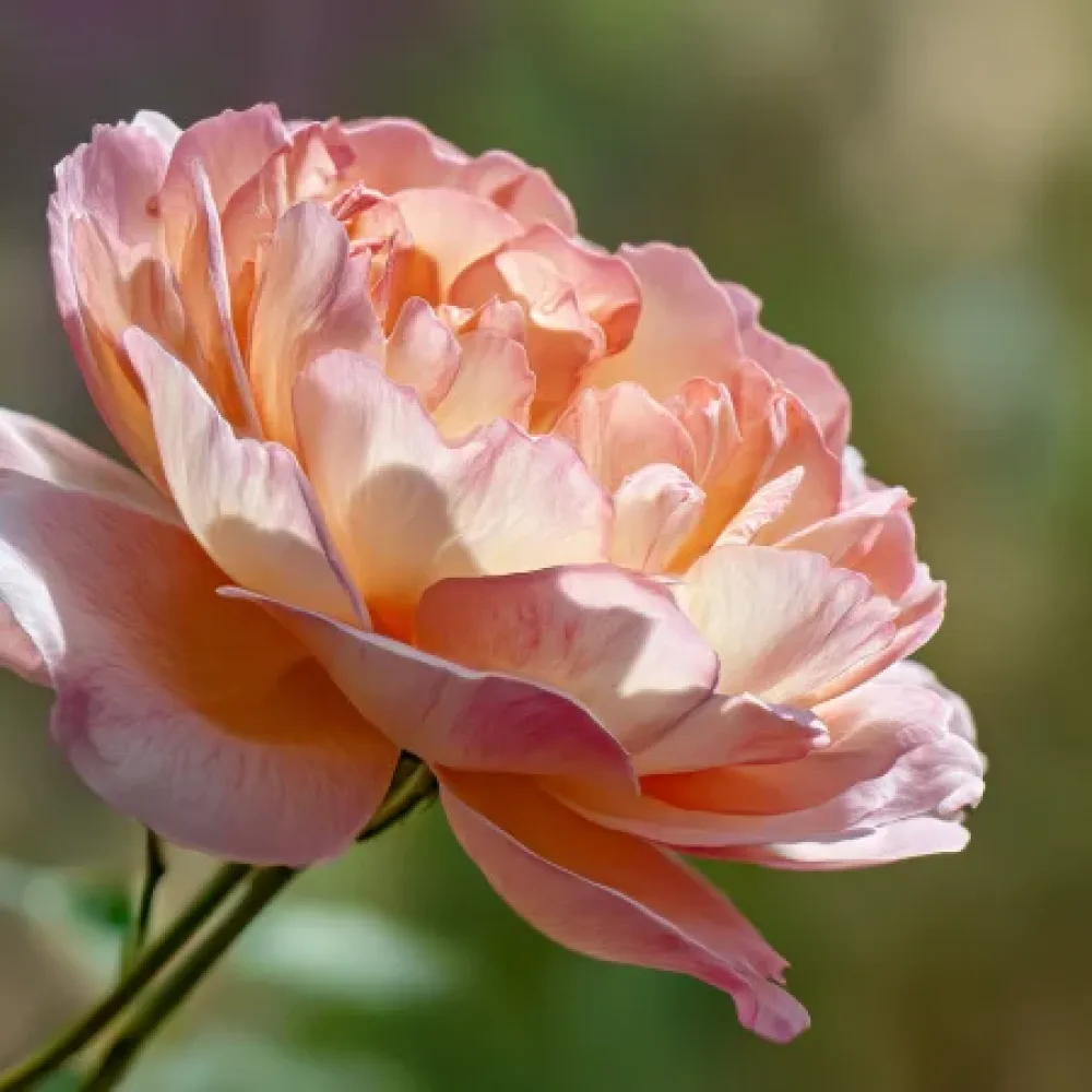 Ros 'Caramel Ray' – barrotad
