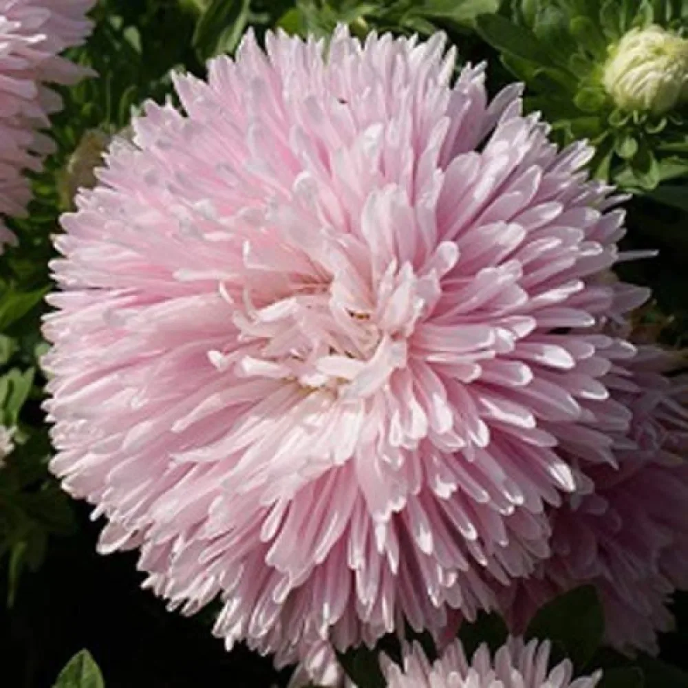 Sommaraster 'Krallen' klarrosa
