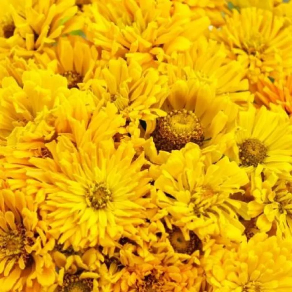 Zinnia 'Sungod'
