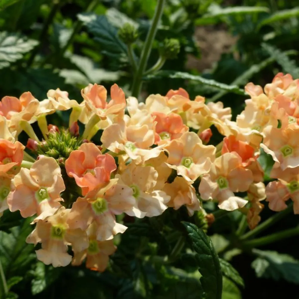 Verbena 'Peaches & Cream'