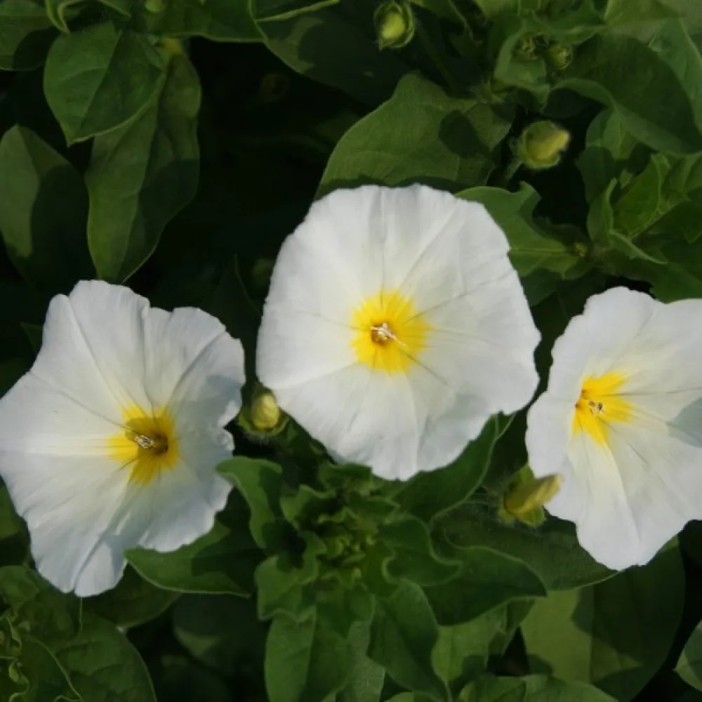 Praktvinda 'White Ensign'