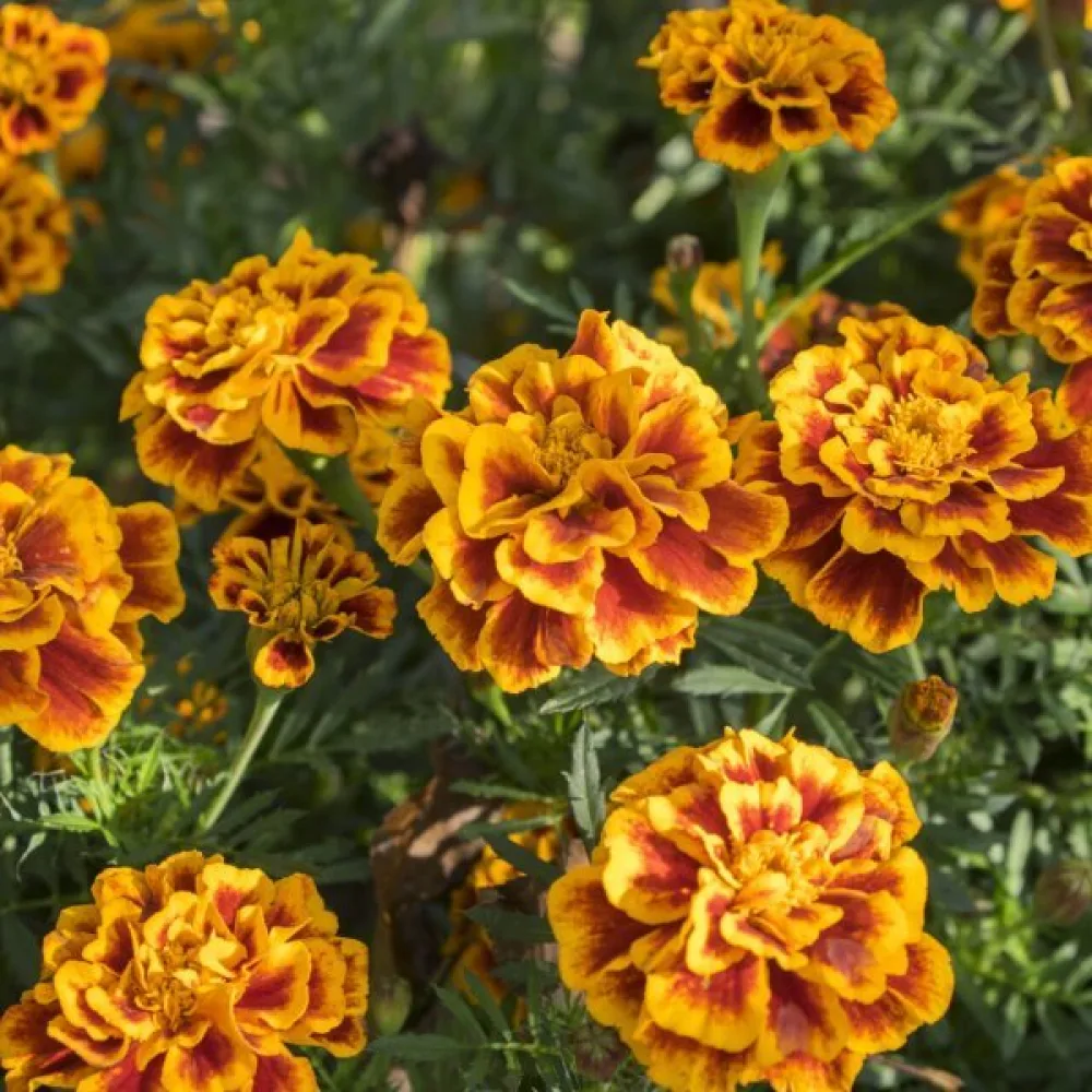 Fransk tagetes 'Del Sol'