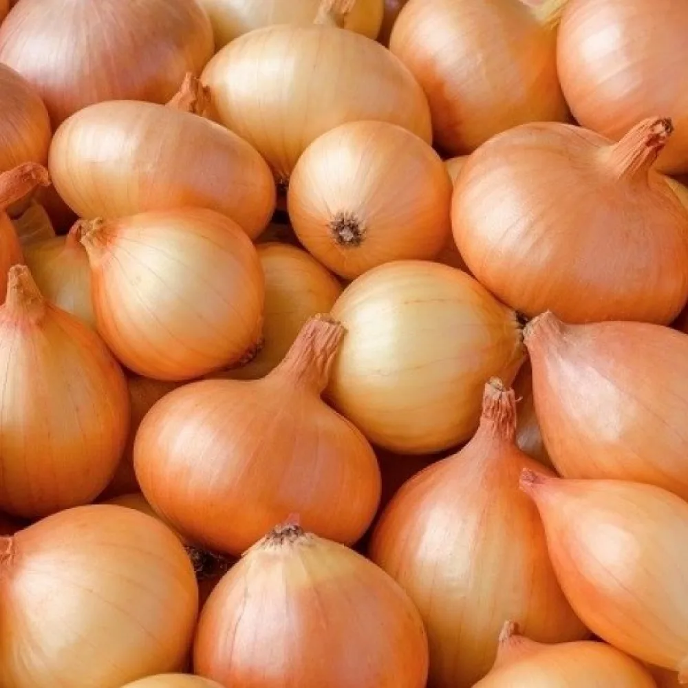 Matlök 'Sochaczewska'