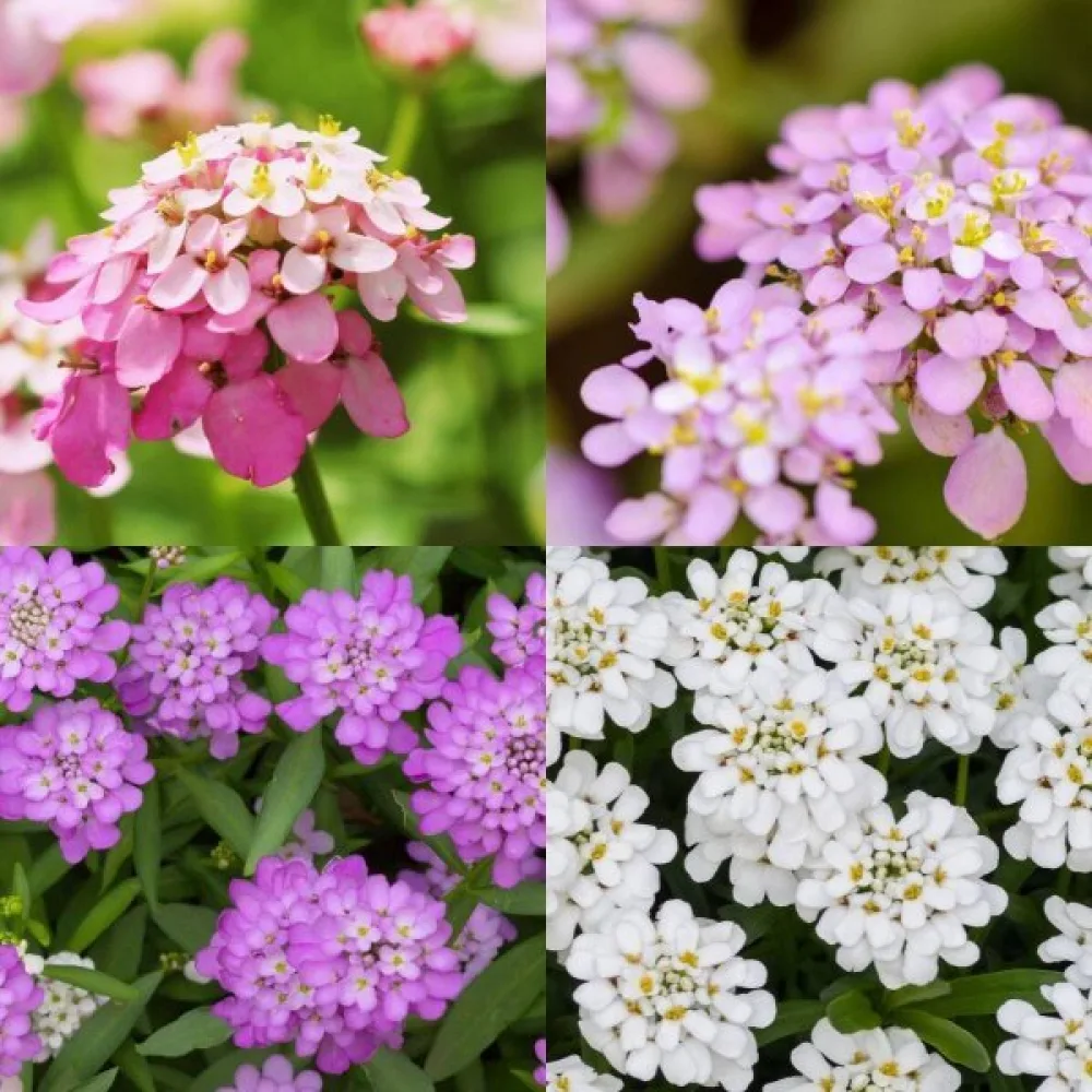 Iberis 'Fairy Bouquet' – mix