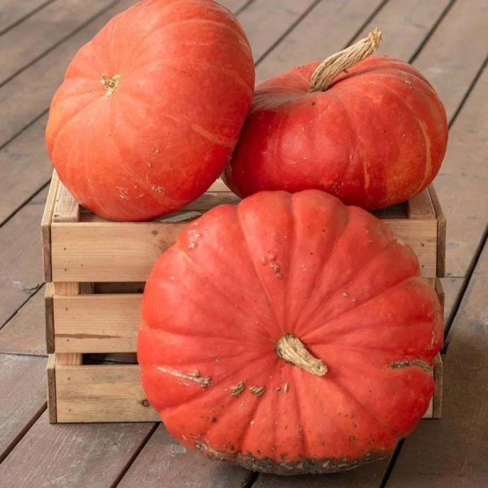 Pumpa 'Rouge Vif d'Étampes'