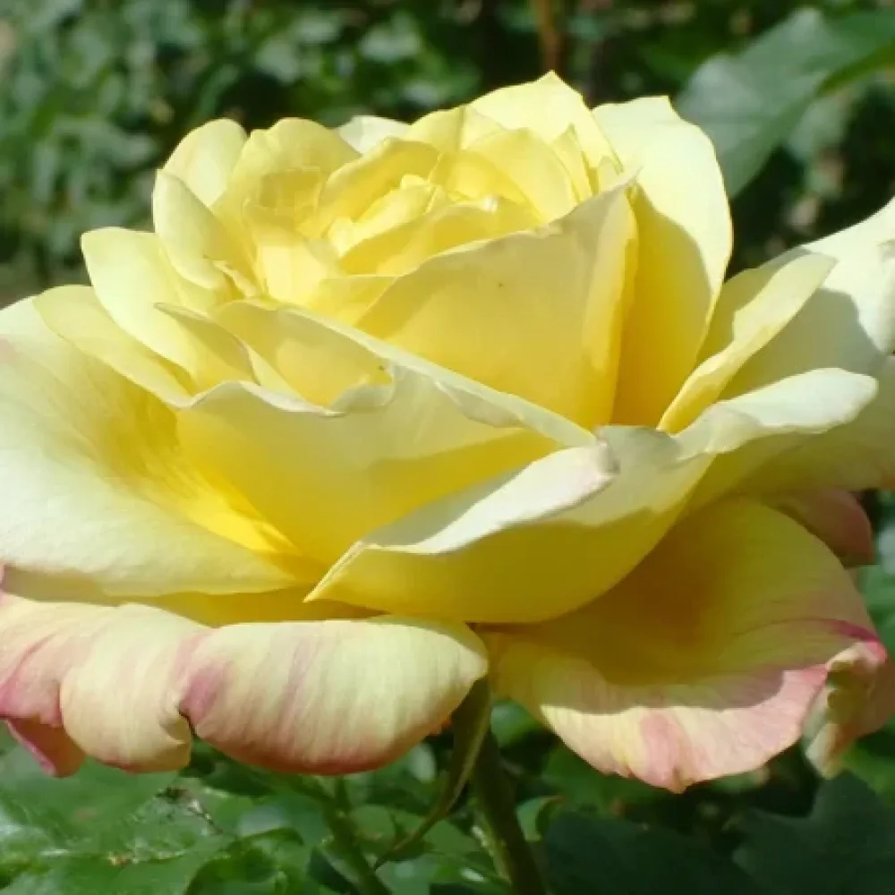 Ros 'Radiant Gold' – barrotad