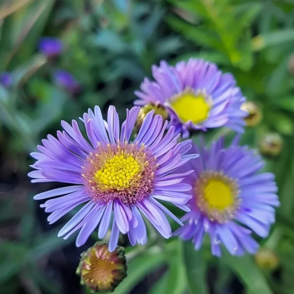 Erigeron, storblommig, blå