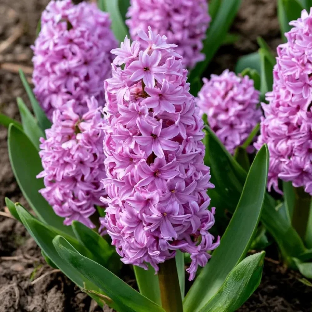 Hyacint 'Anna Liza'