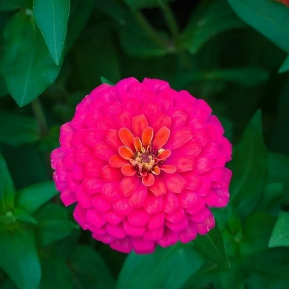 Zinnia 'Lilliput Rose Gem'