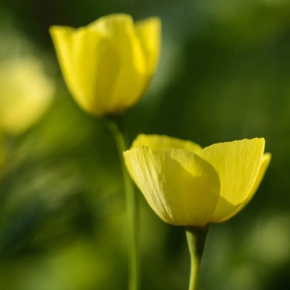 Sömntuta 'Sandew', citrongul
