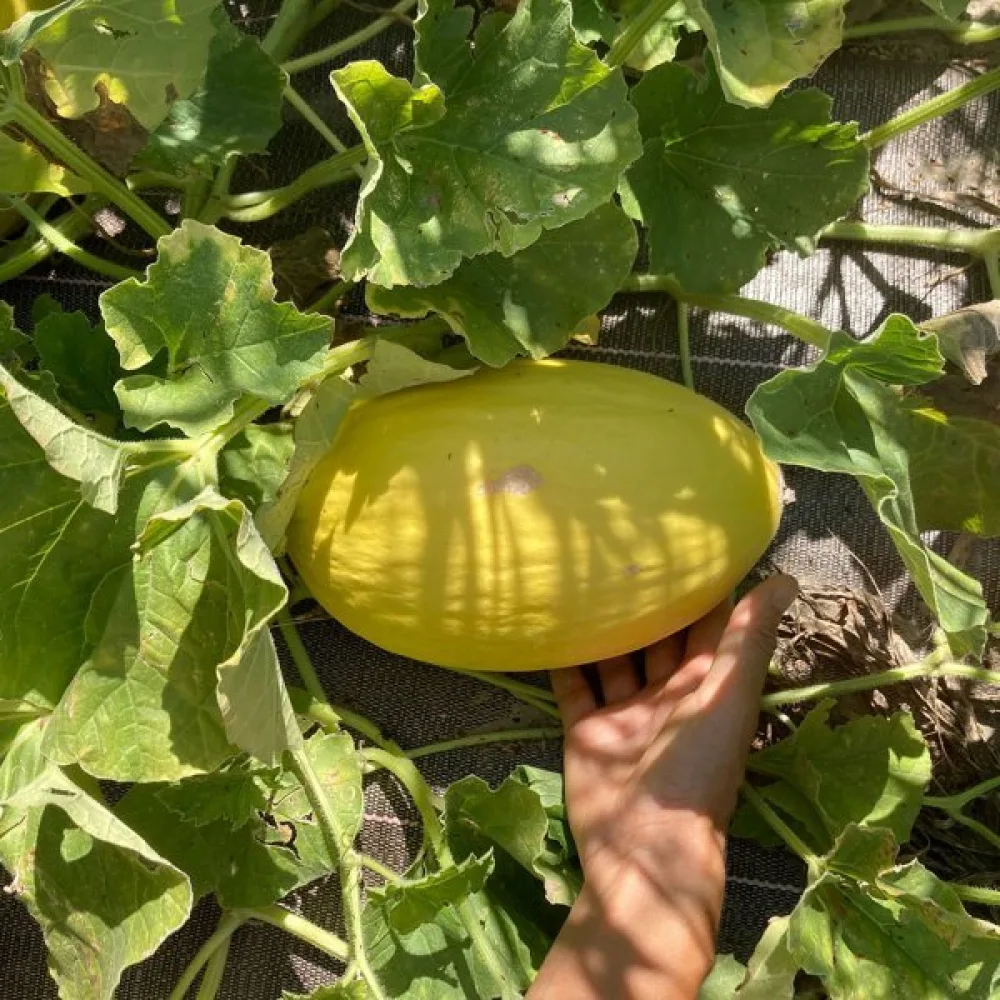 Melon 'Jaune Canari 2'