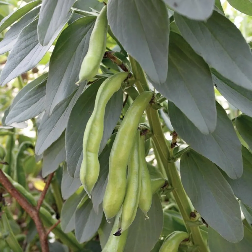 Bondböna 'Superaguadulce'