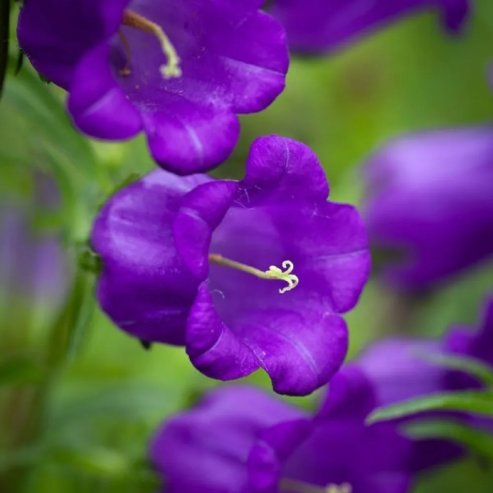 Mariaklocka Campanula medium, mörkblå
