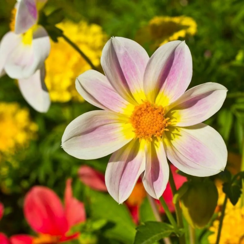 Lågväxande dahlia 'Bedding' – blandning