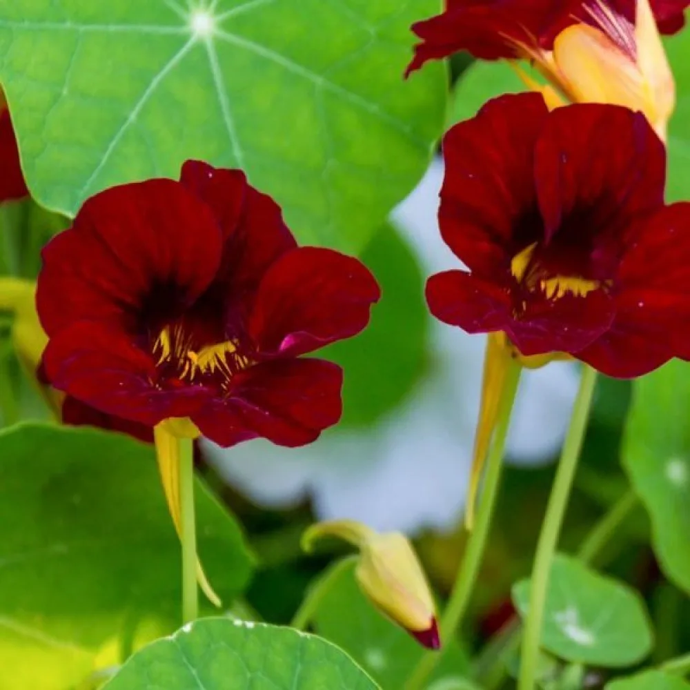 Krasse 'Black Velvet'