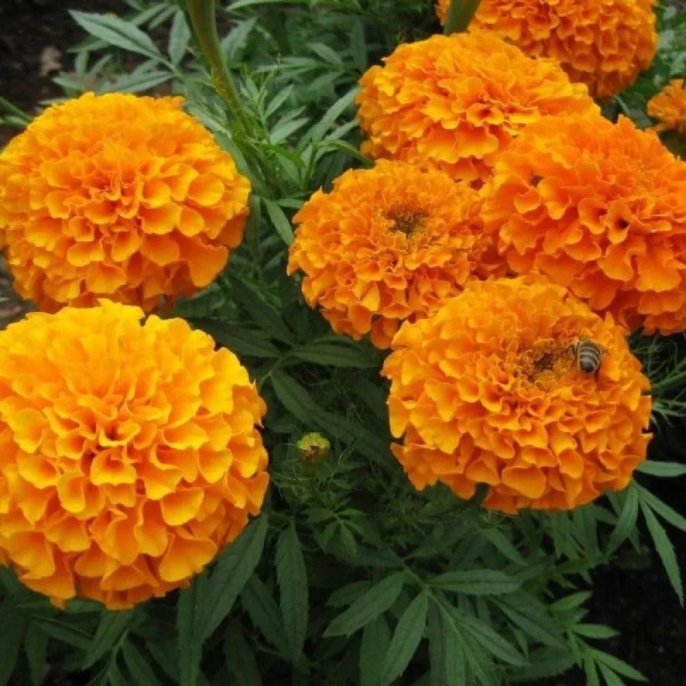 Fransk tagetes 'Harvest Moon'