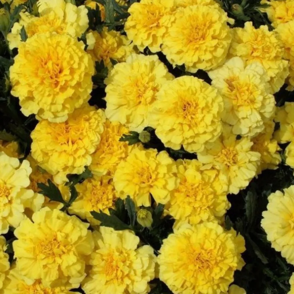 Fransk tagetes 'Lemon Drop'
