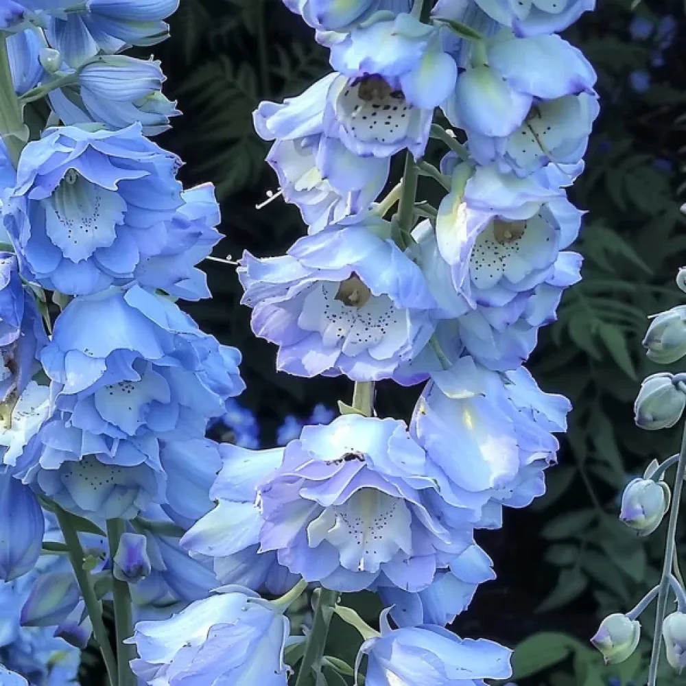 Sommarriddarsporre 'Blue Bell' – blå