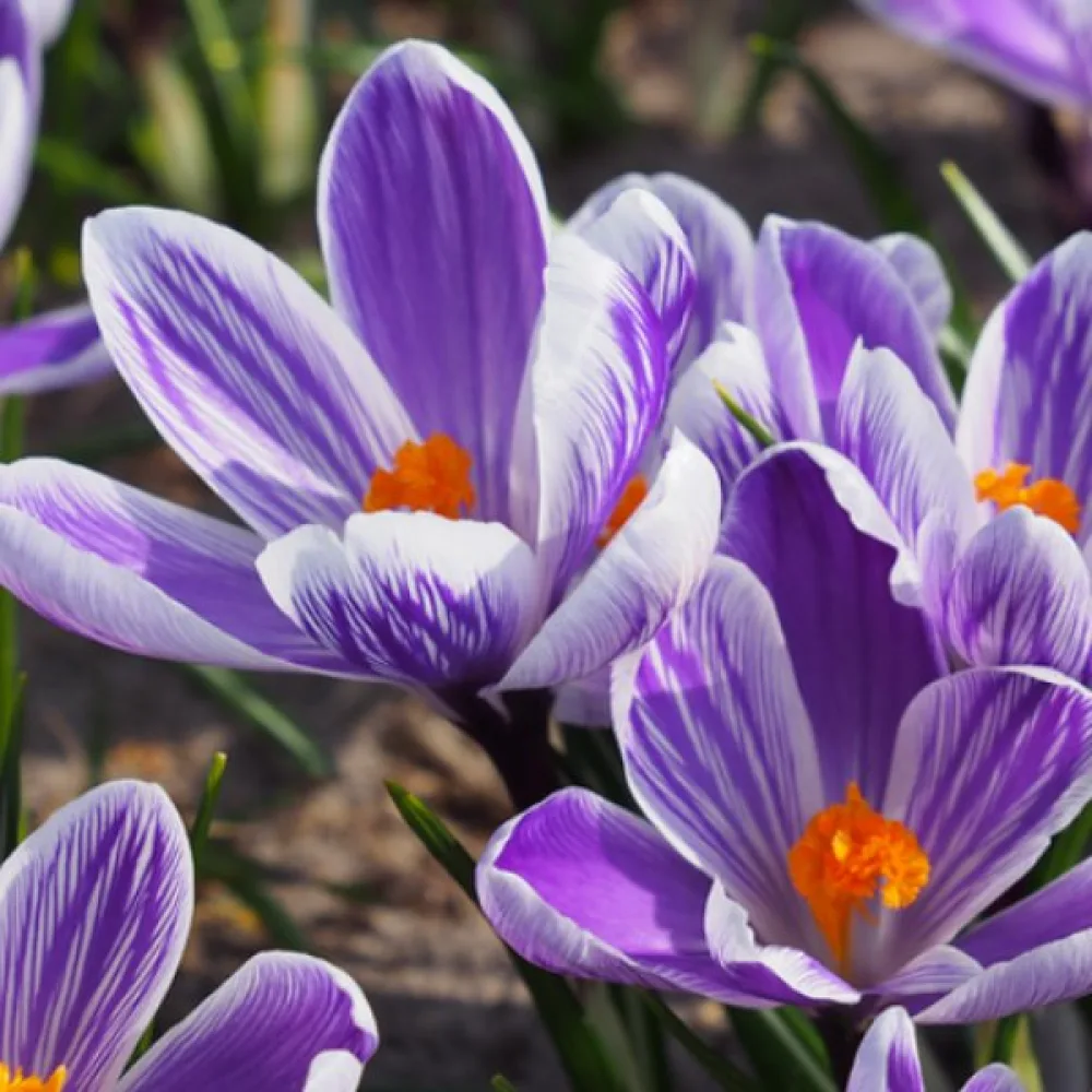 Krokus 'King of the striped vernus'