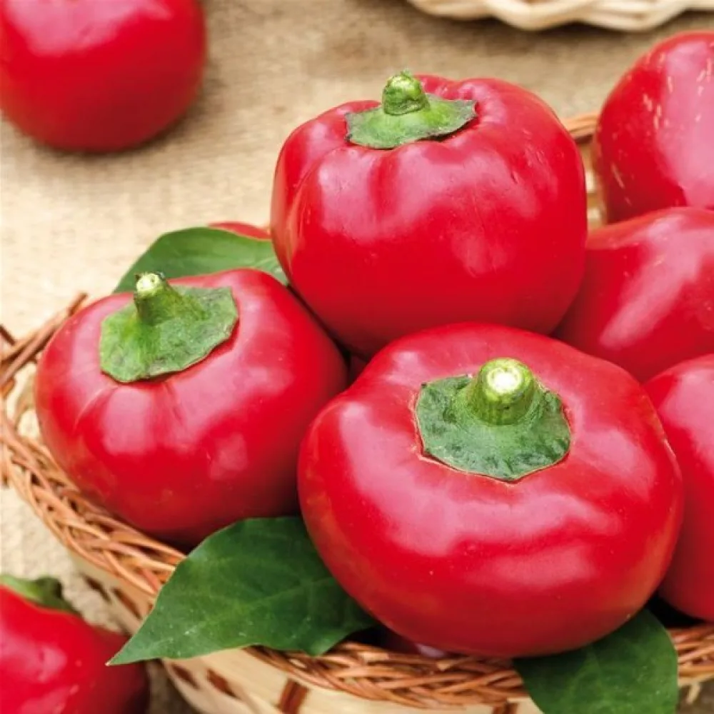 Tomatpaprika 'Topgirl'