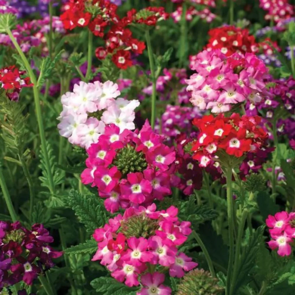 Verbena 'Mammoth' (blandning)