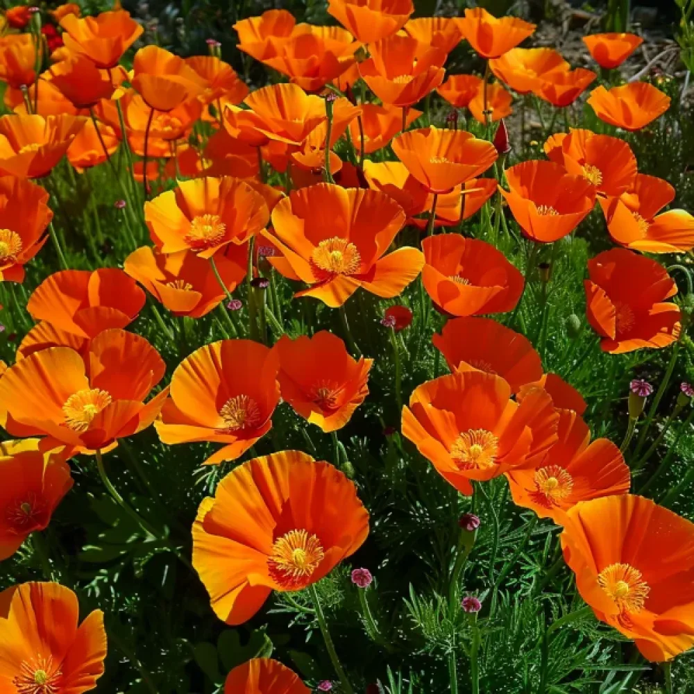 Sömntuta 'California Mikado', djupt orange