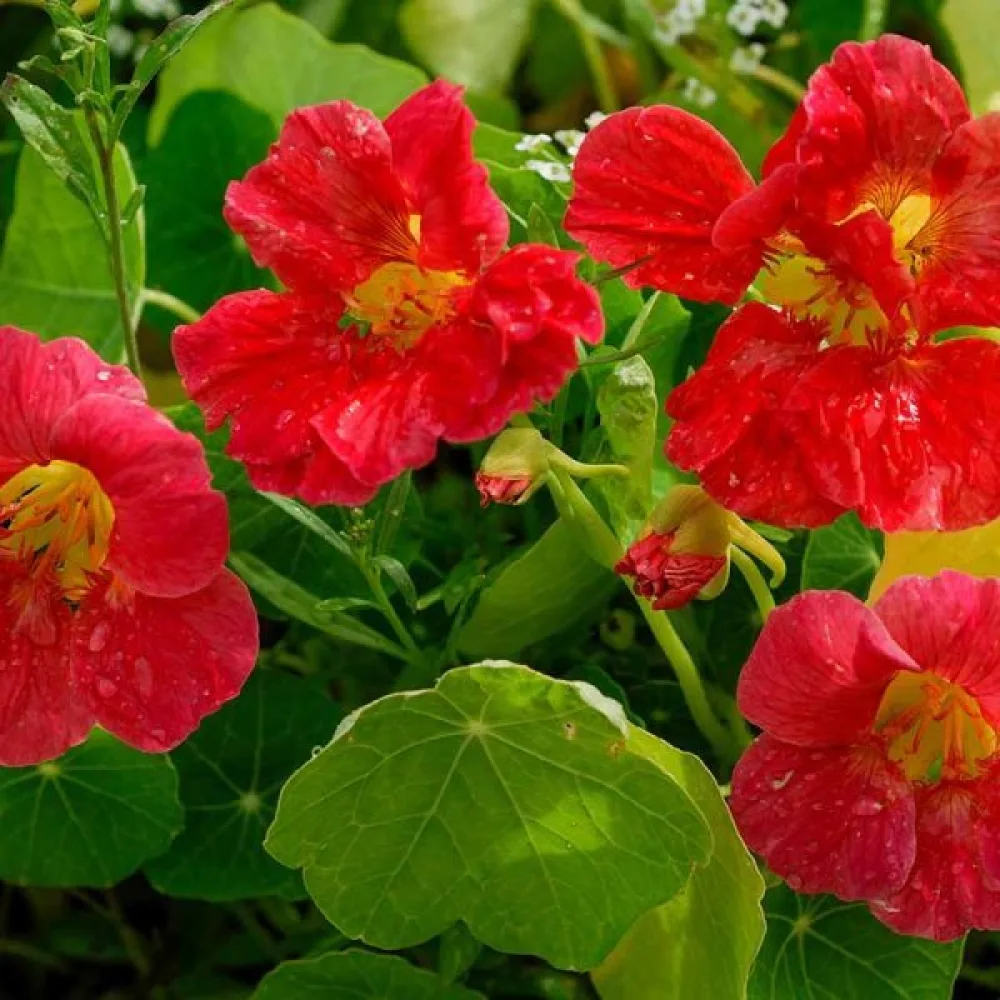 Krasse 'Tip-Top Scarlet'