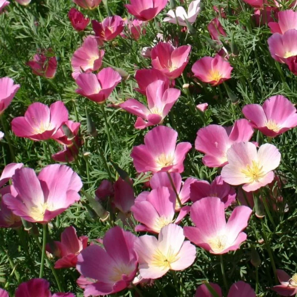 Sömntuta 'Purple Gleam', lila