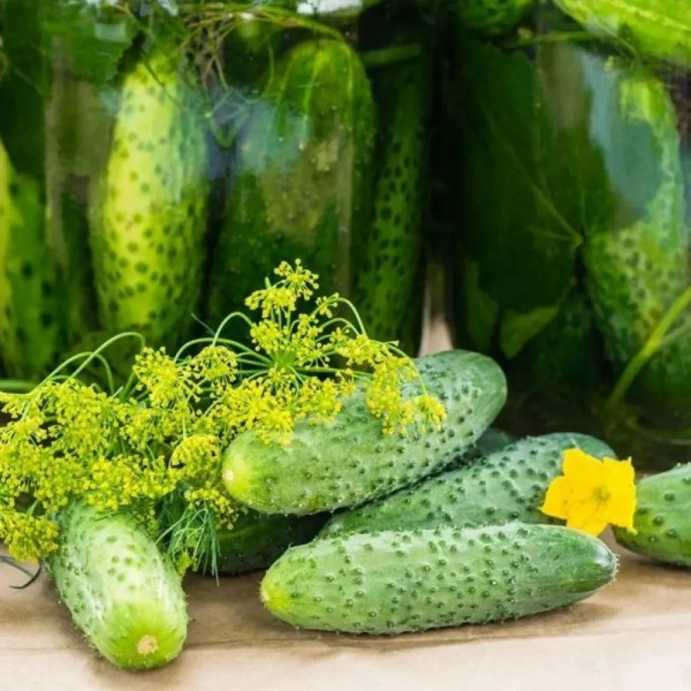 Druvgurka 'Borus' F1