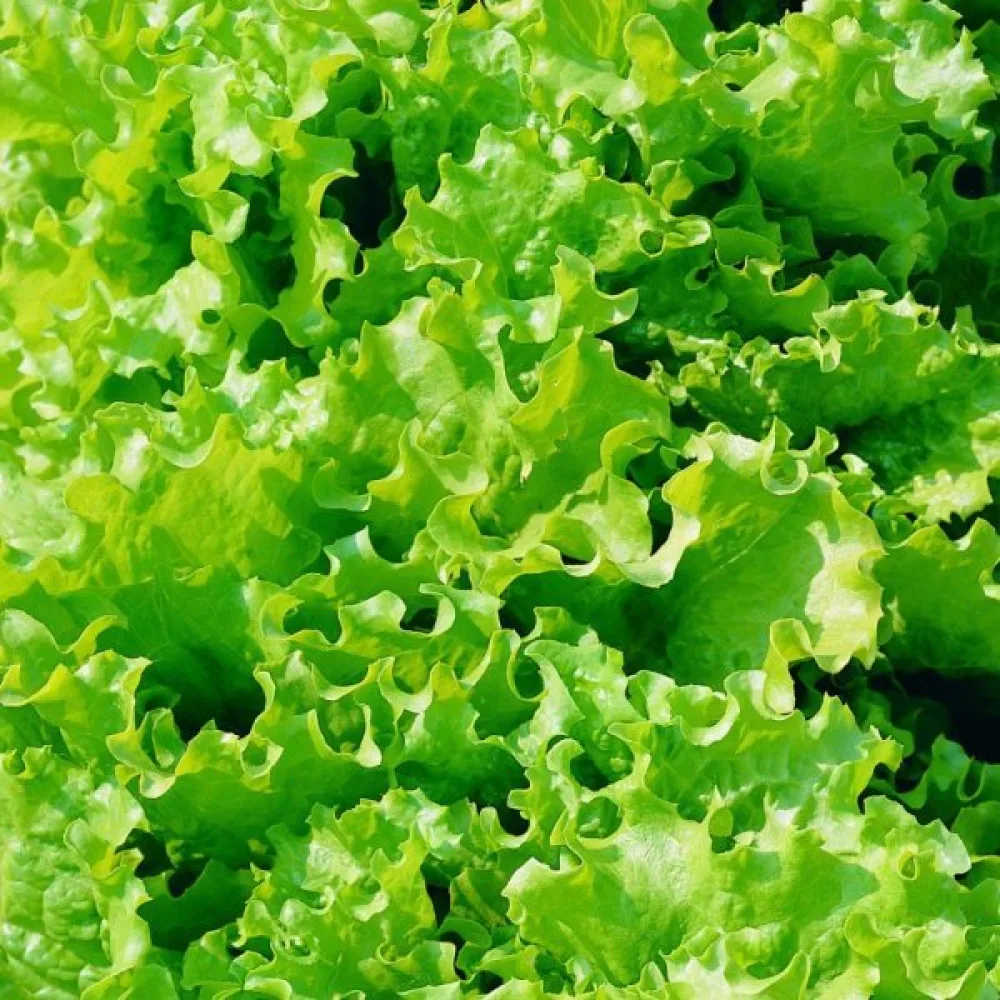 Babyleaf-sallad 'Bionda a Foglia Riccia'