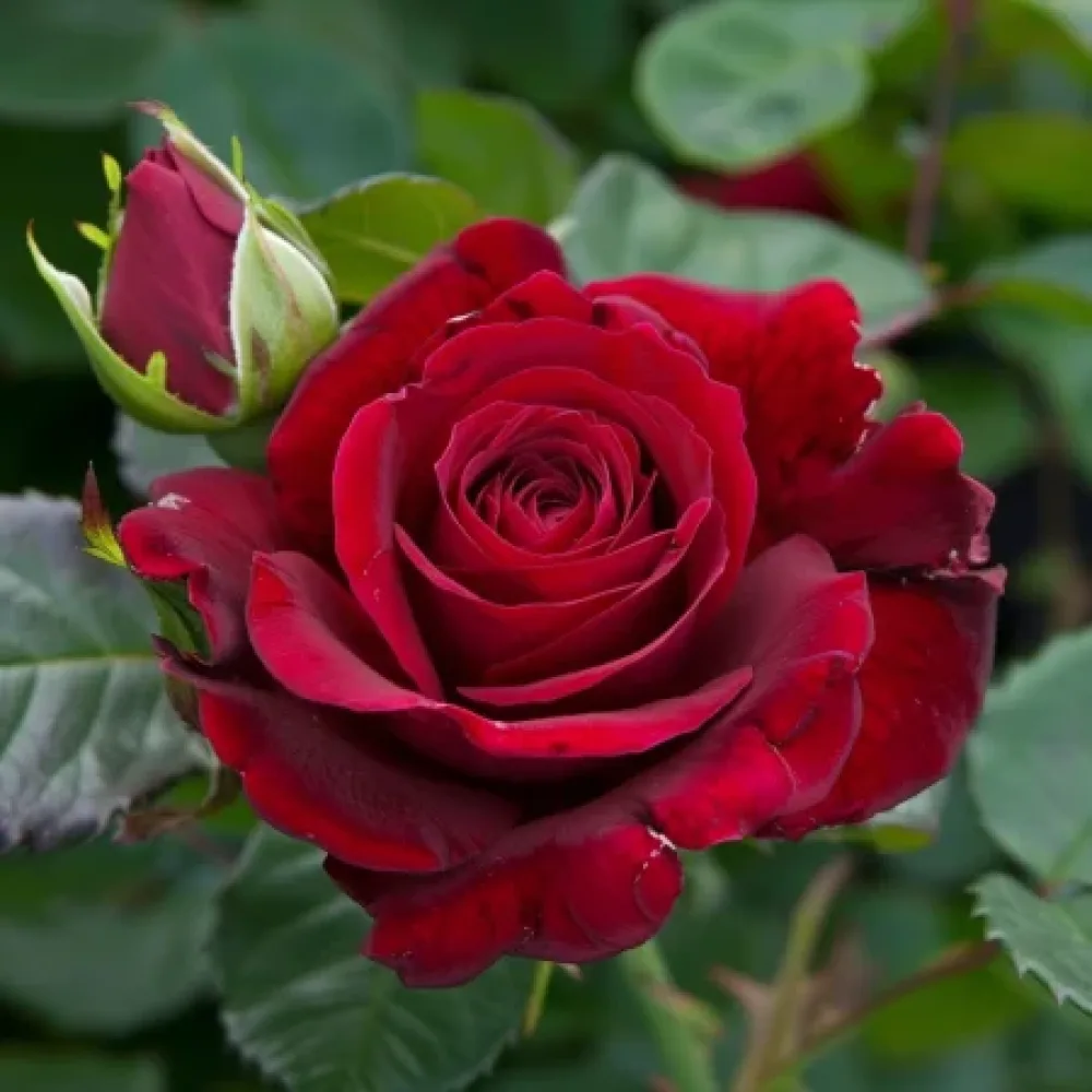 Ros 'Evening Bloom Harp' – barrotad