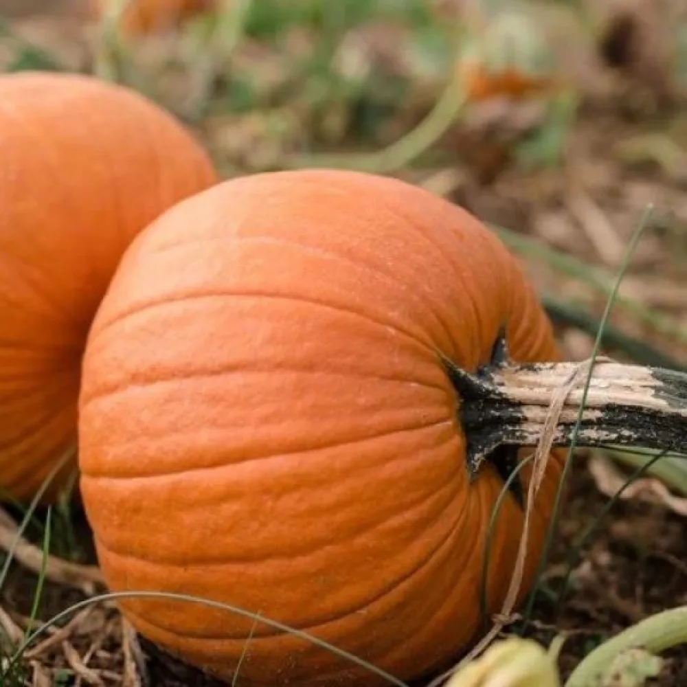 Pumpa 'Amazonka'