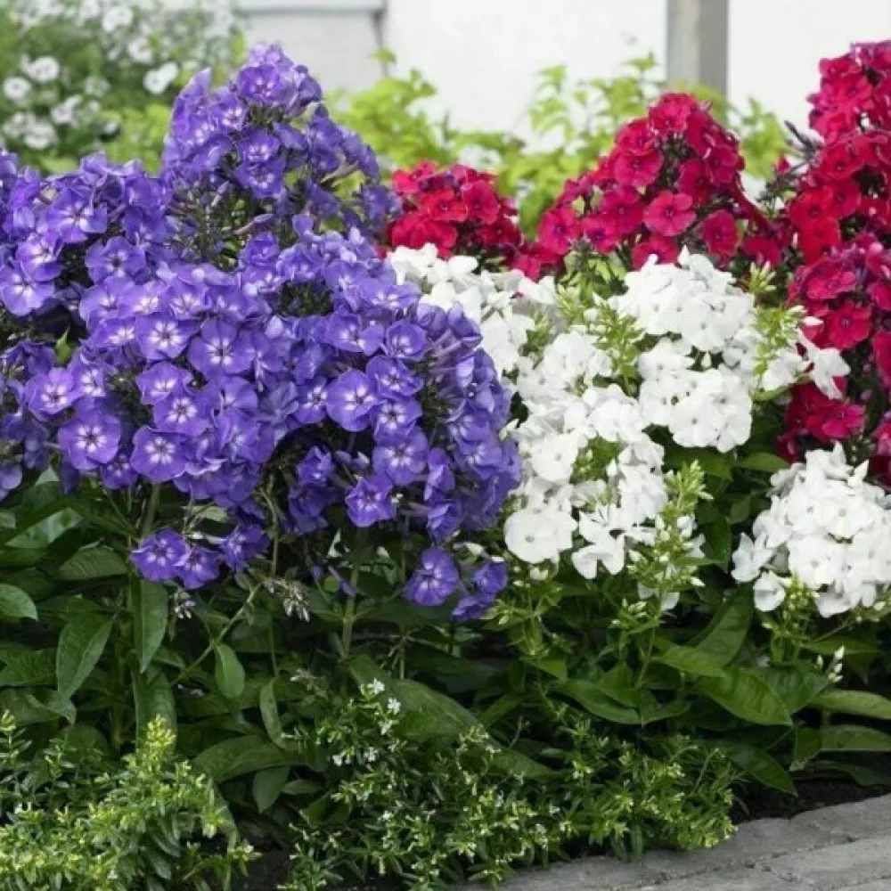 Sommarflox 'Beauty', blandning