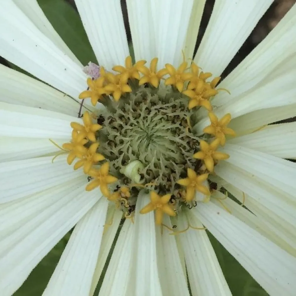Zinnia 'Snowman'