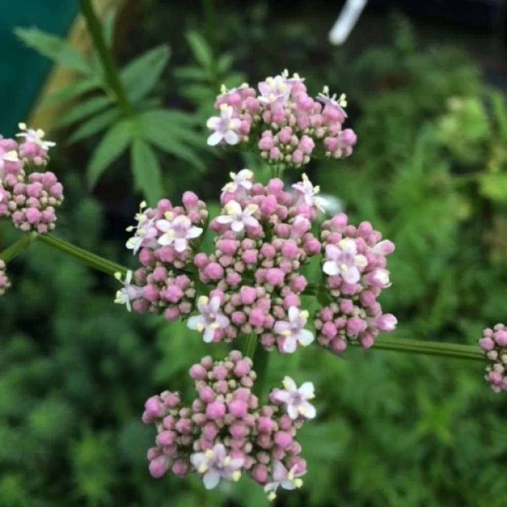 Läkevänderot Valeriana officinalis