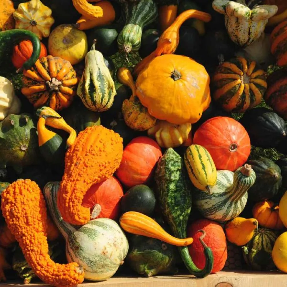 Pumpa, storfruktiga – blandning
