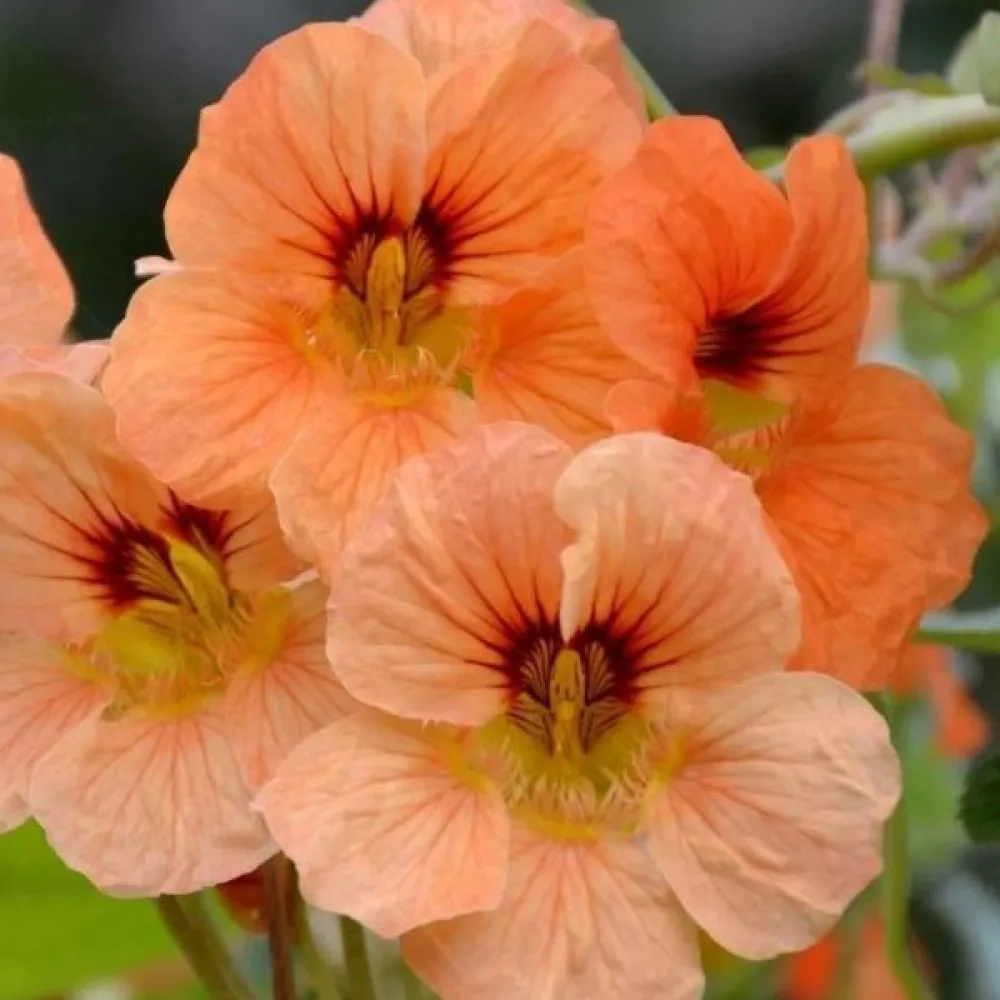 Krasse 'Alaska Salmon Orange'