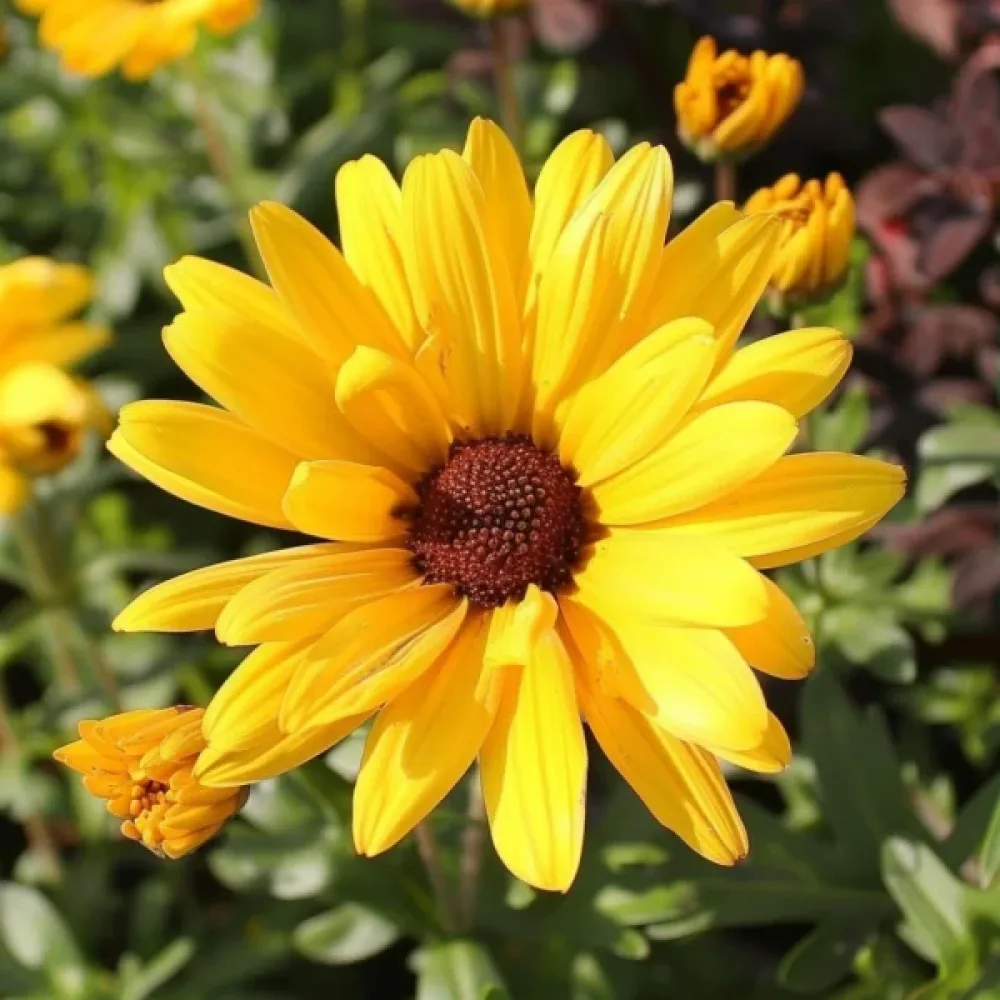 Krysantemum 'El Dorado', gul