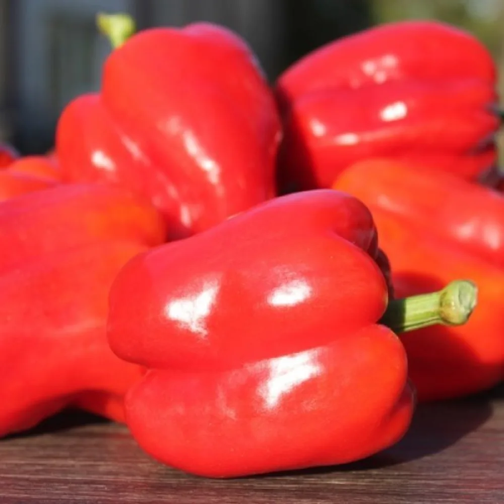 Paprika 'Neusiedler Ideal'