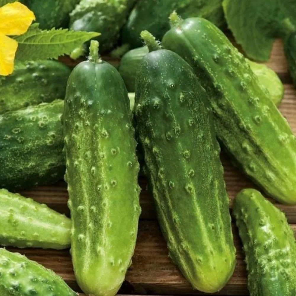 Druvgurka 'Racibor' F1
